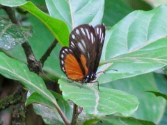 Ithomeis eulema imitatrix