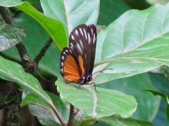 Ithomeis eulema imitatrix