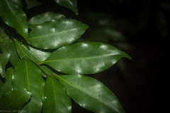 Cryptocarya bidwillii