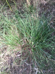 Themeda