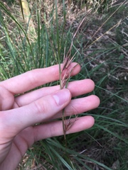 Themeda