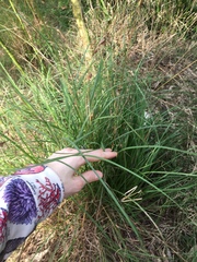 Themeda