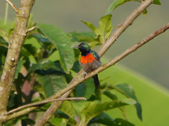 Cinnyris chloropygius