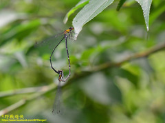 Prodasineura croconota