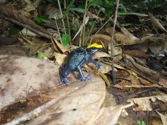 Dendrobates tinctorius
