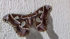 Rothschildia cinctus