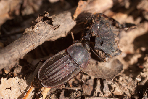 Silpha carinata, photo 3 of 10