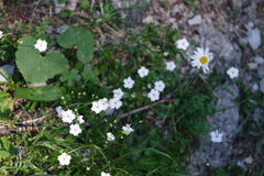 Heliosperma alpestre
