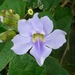 Thunbergia - Photo (c) Andy Pearce 🕊,  זכויות יוצרים חלקיות (CC BY-NC), הועלה על ידי Andy Pearce 🕊