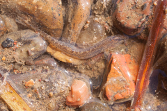 Cobitis taenia
