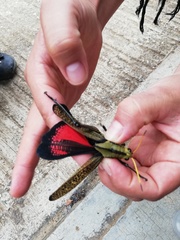 Taeniopoda citricornis