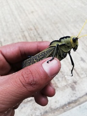 Taeniopoda citricornis