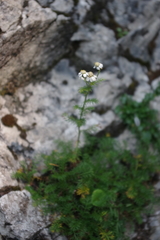 Achillea clusiana