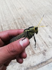 Taeniopoda citricornis