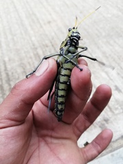 Taeniopoda citricornis