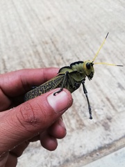 Taeniopoda citricornis