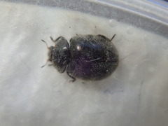 Rhyzobius forestieri