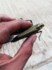 Taeniopoda citricornis