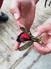 Taeniopoda citricornis