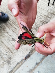 Taeniopoda citricornis