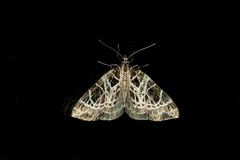 Eustroma reticulata