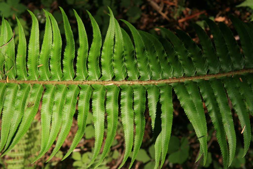 Western sword fern, photo 4