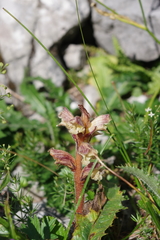 Orobanche reticulata