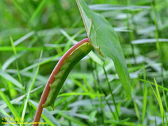 Theretra oldenlandiae