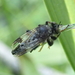 Cyrtopogon maculipennis - Photo (c) Bastien Louboutin, μερικά δικαιώματα διατηρούνται (CC BY-NC), uploaded by Bastien Louboutin