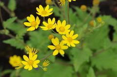 Senecio bombayensis