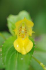 Impatiens dalzellii