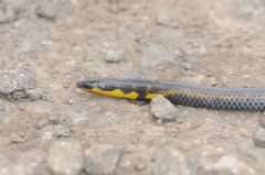 Uropeltidae