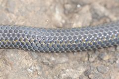 Uropeltidae
