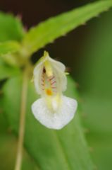 Impatiens dalzellii