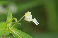 Impatiens dalzellii
