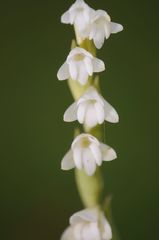 Habenaria heyneana