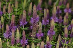 Pogostemon deccanensis