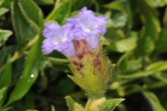 Strobilanthes sessilis