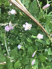 Convolvulus arvensis