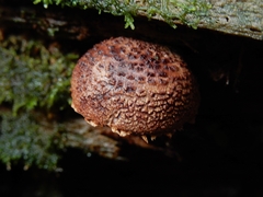 Ripartitella