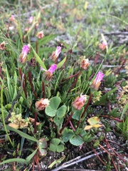Lampranthus filicaulis