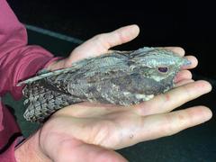 Caprimulgus europaeus meridionalis