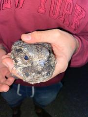 Caprimulgus europaeus meridionalis