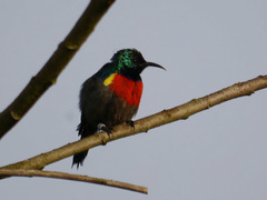 Cinnyris chloropygius