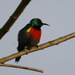 Olive-bellied Sunbird - Photo (c) 116916927065934112165, some rights reserved (CC BY), uploaded by 116916927065934112165