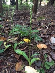 Platanthera ephemerantha