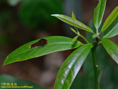 Graphium doson postianus