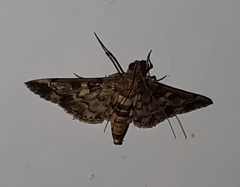 Sameodes