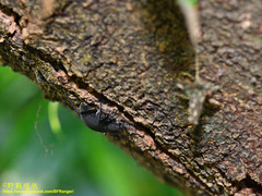 Plesiophthalmus formosanus