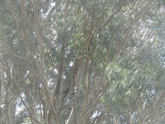 Eucalypteae
